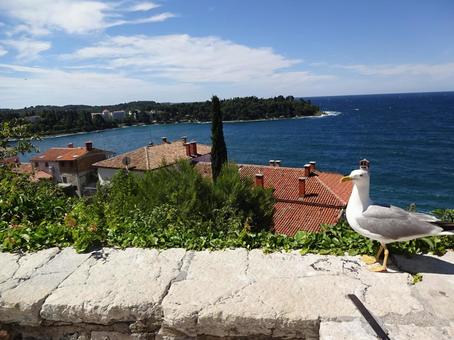 クロアチア　カモメと街並み クロアチア,ロヴィニ,鳥の写真素材