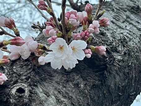 桜の芽吹き 桜の芽吹きの写真