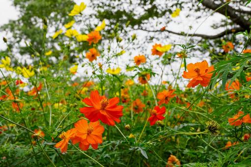 コスモス(31) コスモス(31) 花,コスモス,アキザクラの写真素材