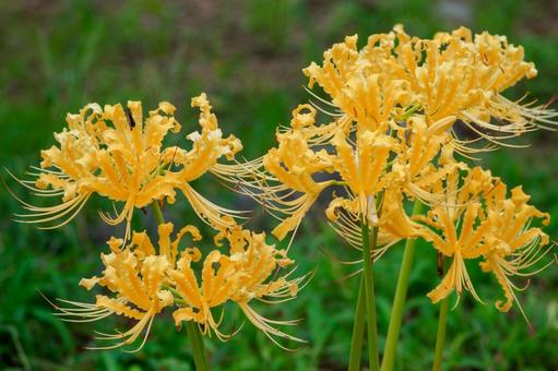 リコリス⑹ リコリス⑹ 花,リコリス,ヒガンバナの写真素材