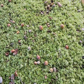 緑の絨毯の上のどんぐり どんぐり,緑,自然の写真素材