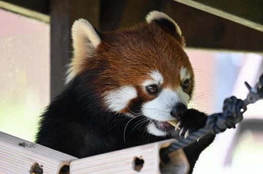 レッサーパンダ レッサーパンダの写真