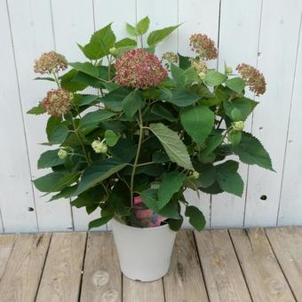 アジサイ ピンクアナベルの鉢植え アジサイ ピンクアナベルの鉢植えの写真