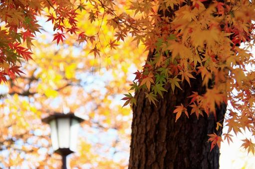 もみじの紅葉 もみじの紅葉の写真