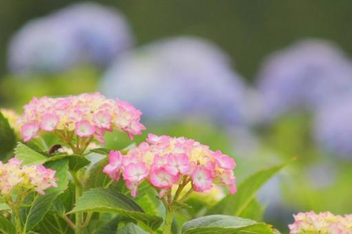 アジサイの写真