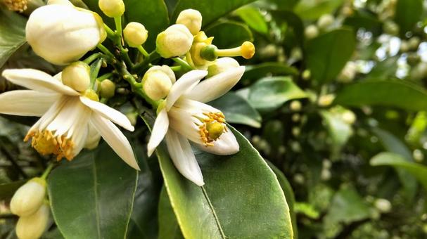 甘夏の花 甘夏の花 花,白い,グリーンの写真素材