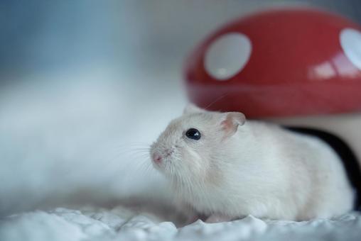 かわいい瞳 かわいい瞳の写真