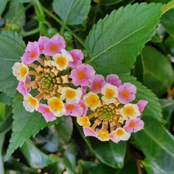 ランタナ ピンクスター,ピンクの花,ブルースターの写真素材