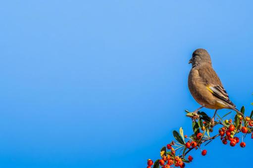 ピラカンサとカワラヒワ・コピースペースの写真
