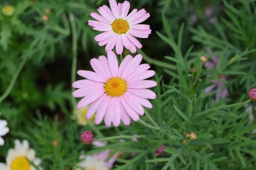 ピンクの花びらのマーガレットの花のアップ ピンクの花びらのマーガレットの花のアップ ピンク,花びら,マーガレットの写真素材
