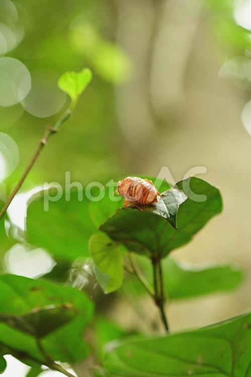 セミの抜け殻 セミの抜け殻,蝉の抜け殻,虫の写真素材