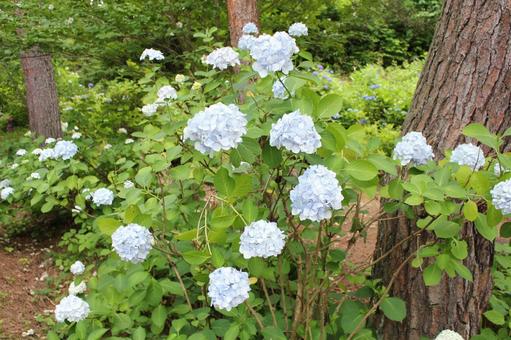 あじさい102 あじさい102 あじさい,紫陽花,アジサイの写真素材