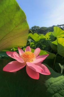 Photo, oga lotus, lotus, pink, 