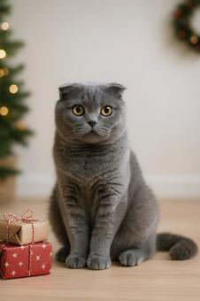 スコティッシュフォールドとクリスマスの写真
