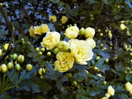 黄色い花 黄色い花の写真