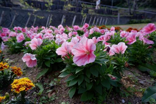 ピンク色の花の写真