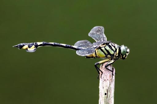 ウチワヤンマ ウチワヤンマ,ヤンマ,トンボの写真素材