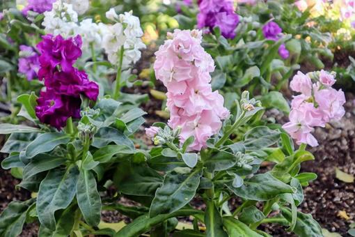香りに包まれる ストック,花,flowerの写真素材