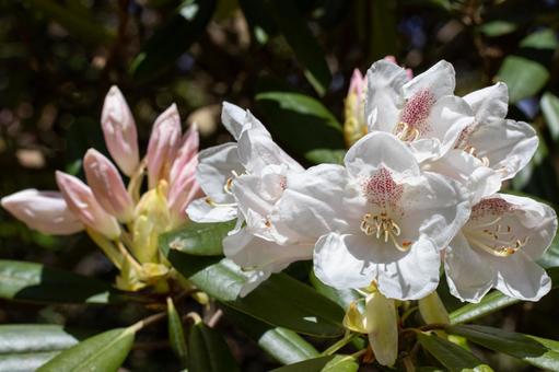 シャクナゲの花04 シャクナゲの花04の写真