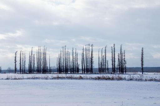 Windbreaks lined up in the snowy fields, snowy, forest, winter, JPG