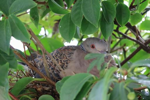 緑の葉に隠れるキジバト 鳥,キジバト,鳩の写真素材