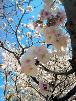 桜　はままつフラワーパークの写真