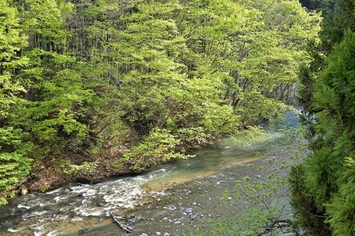新緑の山河の輝く渓流 新緑の山河の輝く渓流 渓流,新緑,山河の写真素材