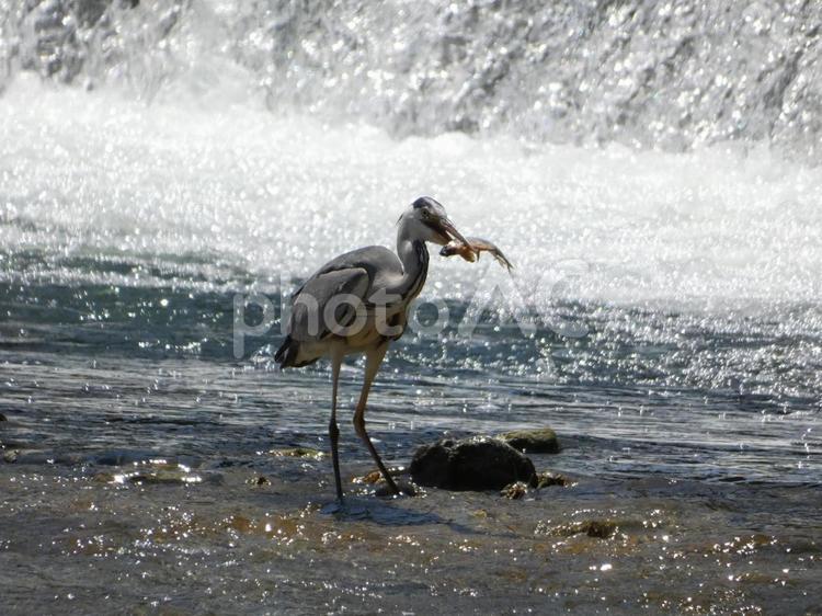 魚を掴み揚げたアオサギ 鳥,野鳥,アオサギの写真素材
