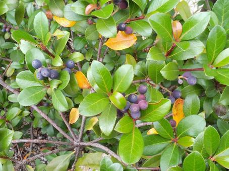 葉 葉,葉っぱ,緑の写真素材