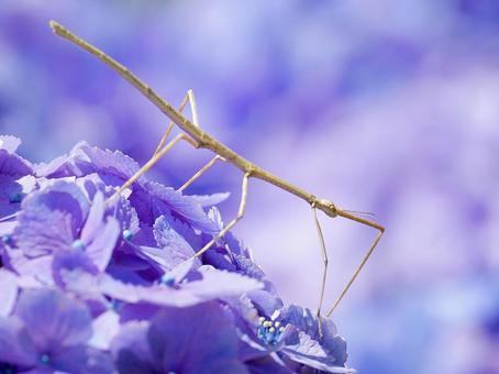 アジサイの上のナナフシ ナナフシ,アジサイ,昆虫の写真素材