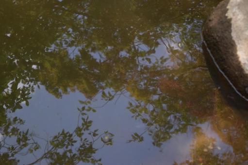 池の水面 池の水面 公園,池,水の写真素材