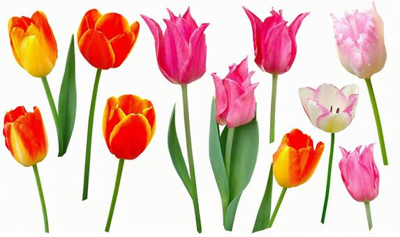 チューリップ　PSD切抜き チューリップ,花,flowerの写真素材