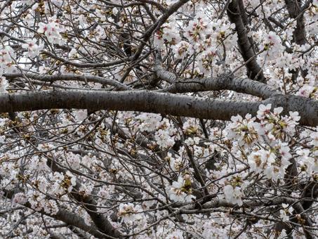 桜 桜の写真