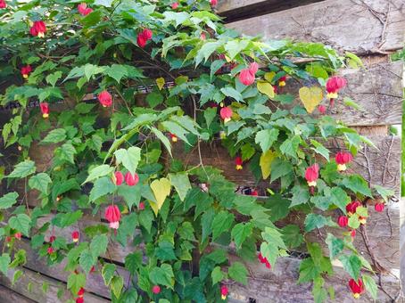 チロリアンランプ チロリアンランプ,ウキツリボク,つる性植物の写真素材