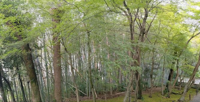 竹林 竹林の写真