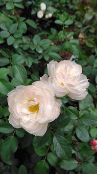 淡色の薔薇 バラ,バラ園,薔薇の写真素材