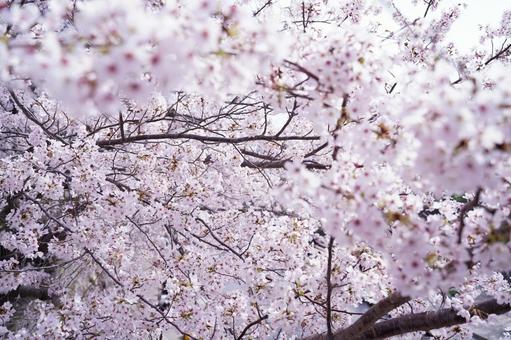 桜 桜の写真