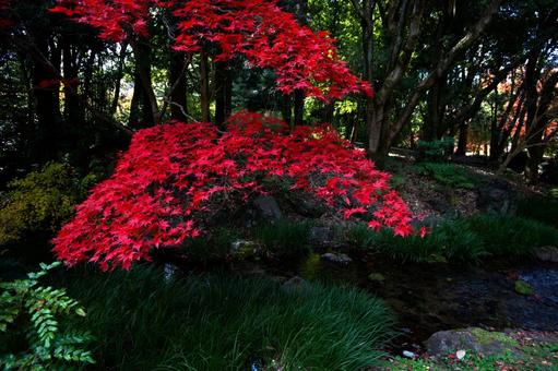 紅葉と緑の写真