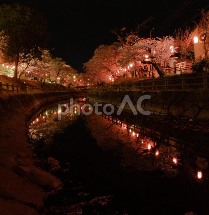 行屋川の夜桜 桜,夜桜,行屋川の写真素材