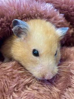 毛布にくるまるハムスターのイメージ 毛布にくるまるハムスターのイメージ ハムスター,キンクマハムスター,ペットの写真素材