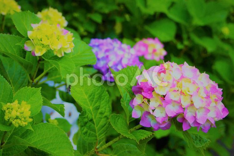 あじさいの季節 紫陽花,梅雨,アジサイの写真素材