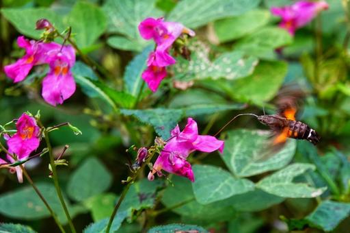 ホウジャクが元気です2の写真