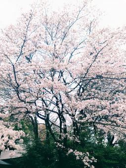 桜の写真