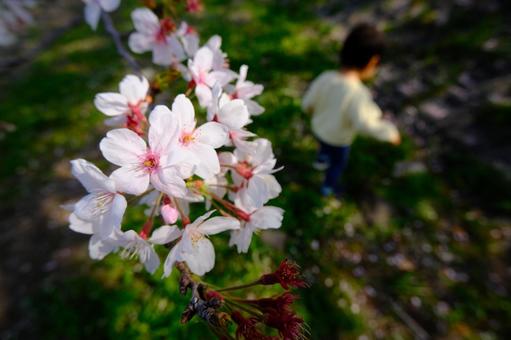 見守る桜 見守る桜の写真