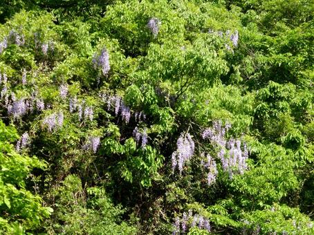 遠景の山の中腹に咲いた藤の花 遠景の山の中腹に咲いた藤の花の写真