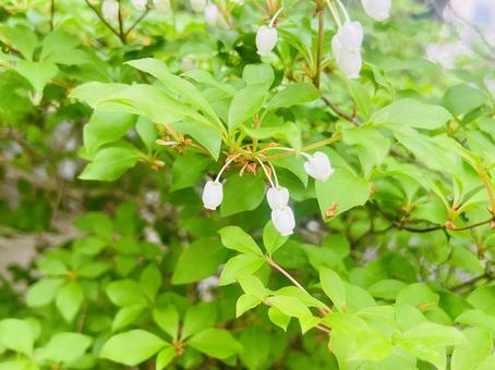 Lily of the valley, JPG