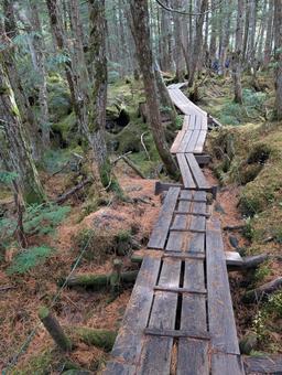 山の中にある通路 自然,風景,木の写真素材