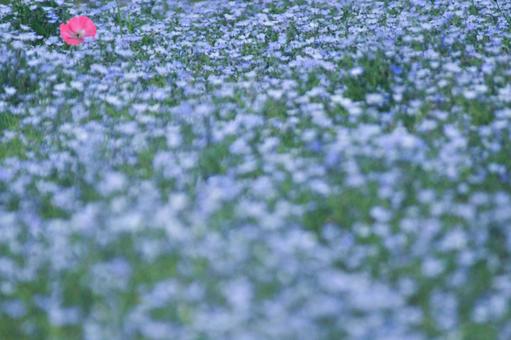 Nemophila, JPG Nemophila, JPG