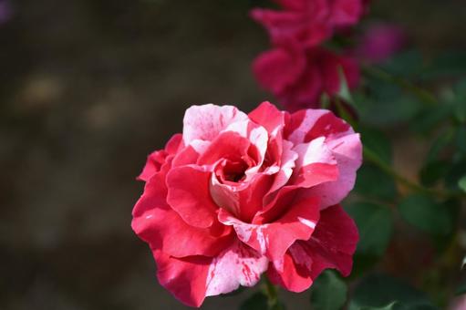 混ざった色 植物,花,バラの写真素材