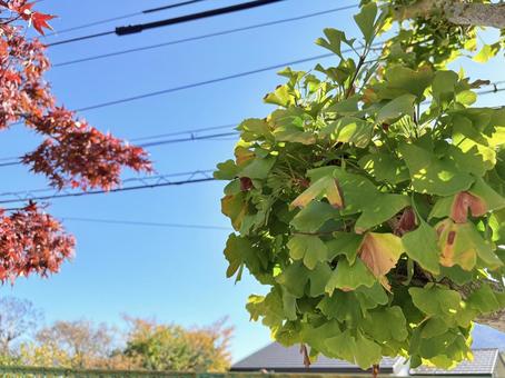 銀杏とモミジの色彩コントラスト いちょう,銀杏,もみじの写真素材